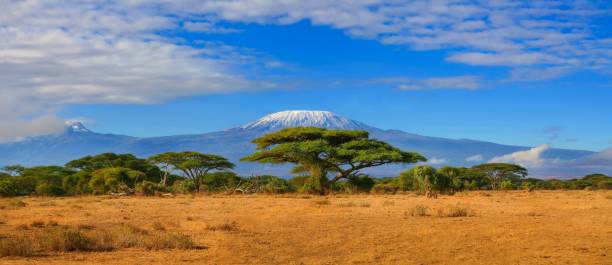 tanzania safari